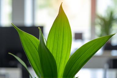 A thriving plant growing in an office environment.